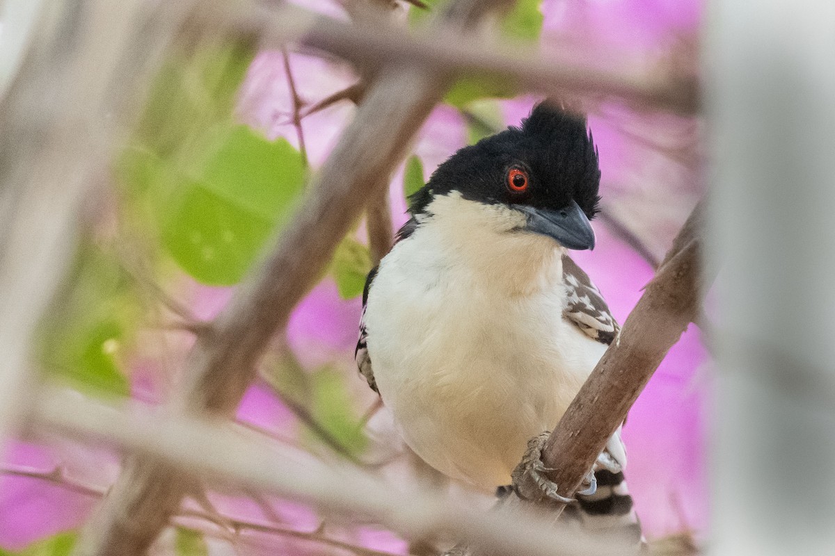 Тараба - ML646555272