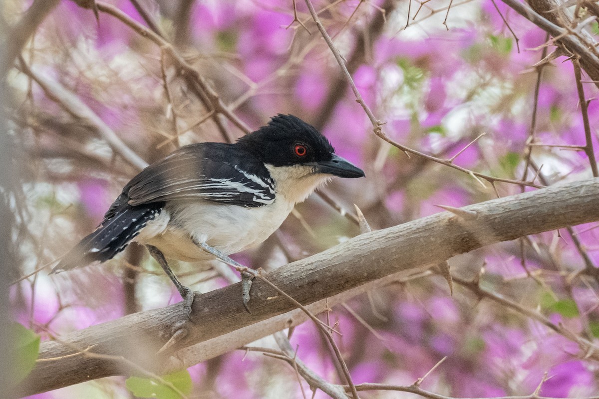 Тараба - ML646555273