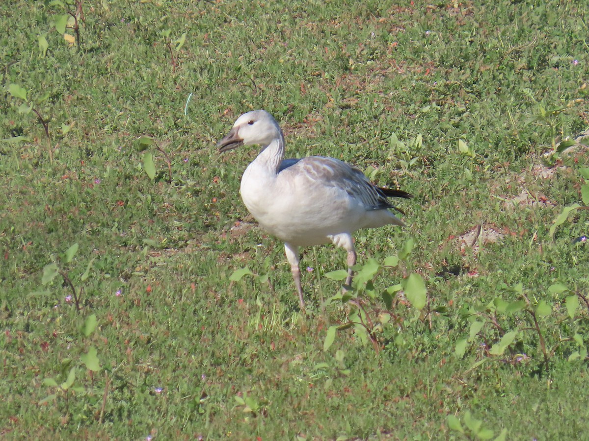 אווז שלג - ML646555274