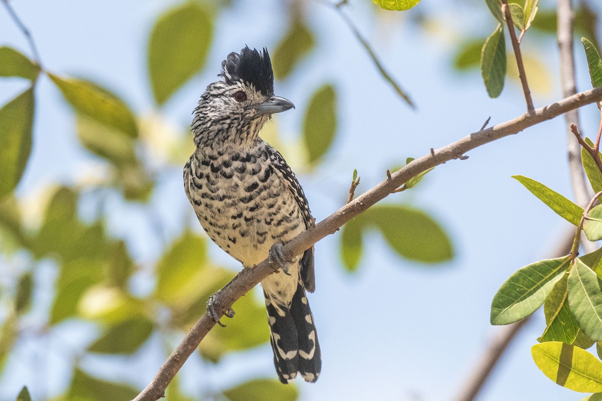 Barred Antshrike (Caatinga) - ML646555277