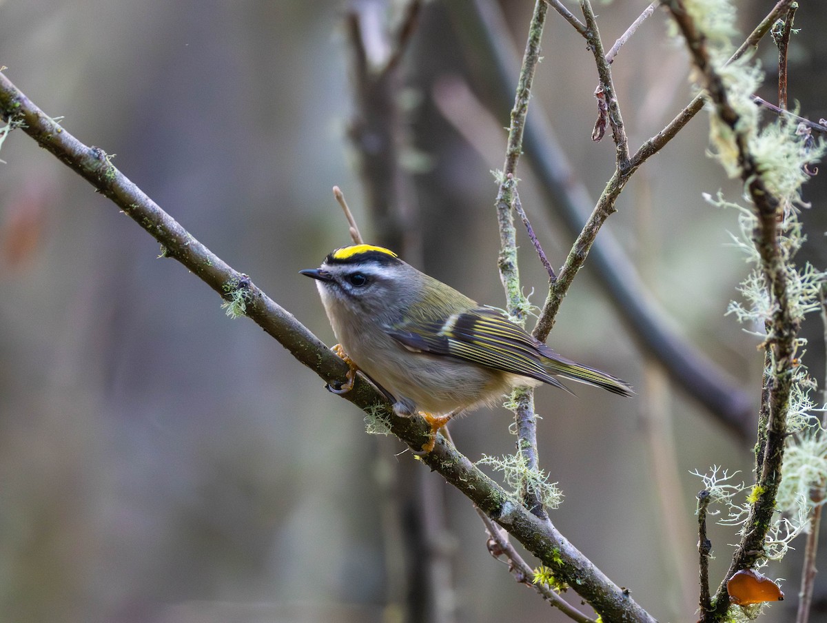 Indianergoldhähnchen - ML646555279