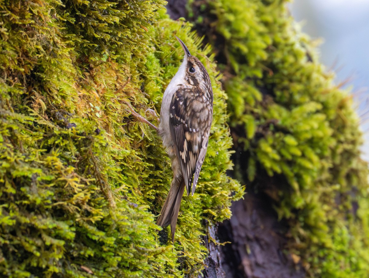 Gerri-txori amerikarra - ML646555281