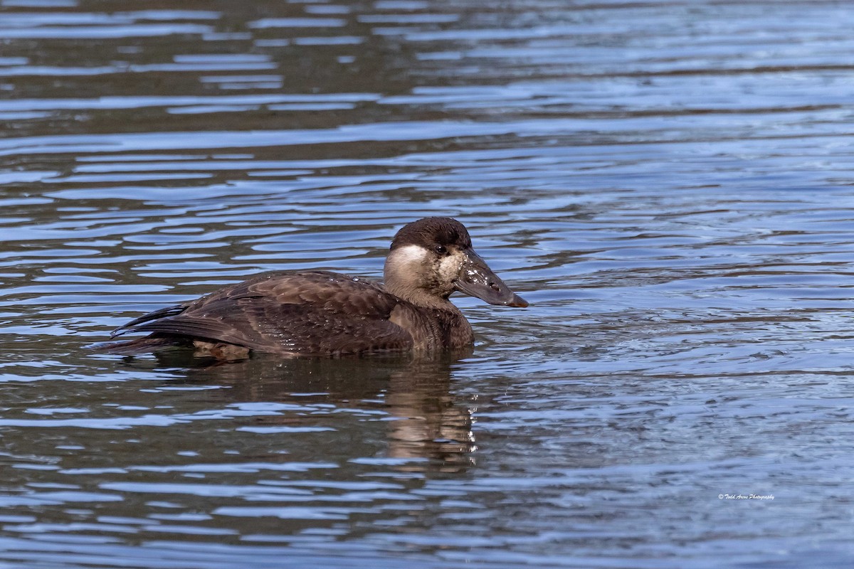 Surf Scoter - ML646555282