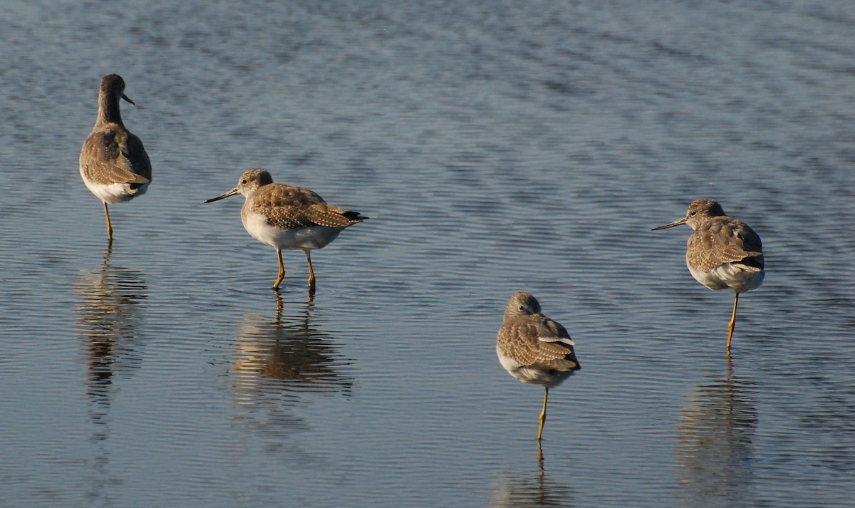 Greater Yellowlegs - ML646555283
