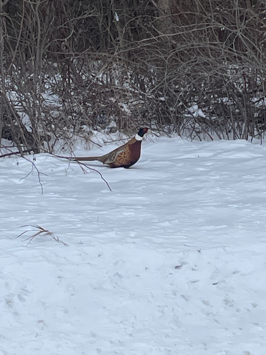 環頸雉 - ML646555284