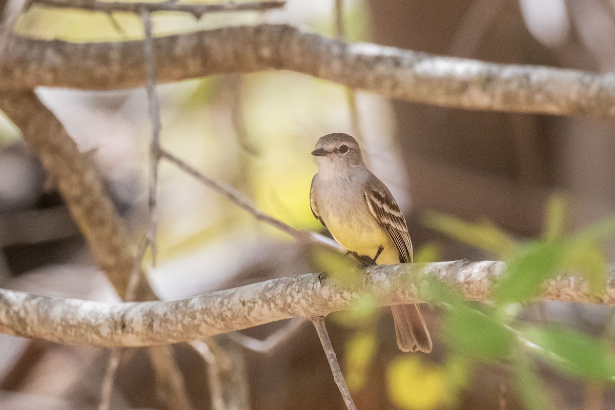 Тиранчик-короткодзьоб південний - ML646555285