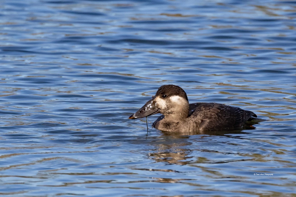 Surf Scoter - ML646555286