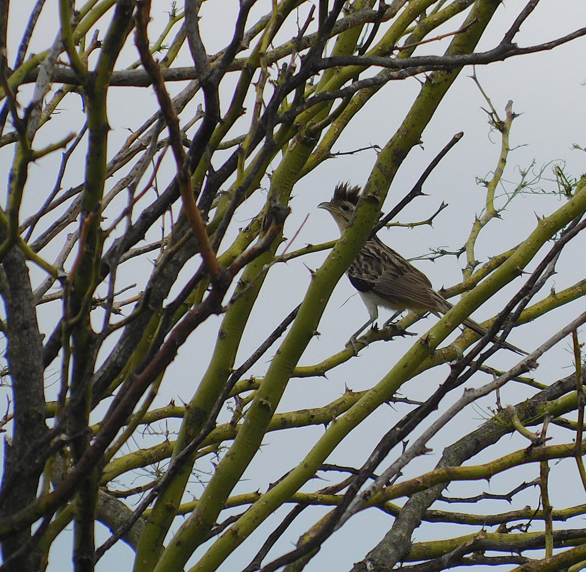 セスジカッコウ - ML646555287