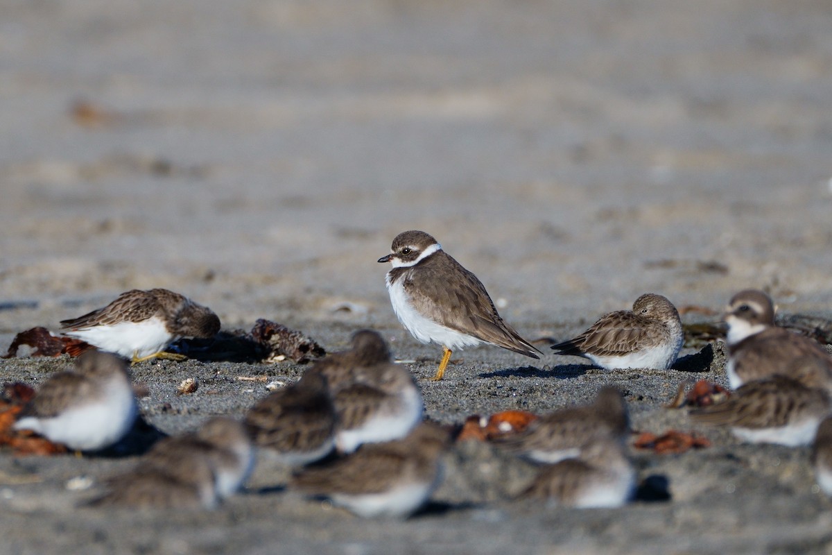 Semipalmated Plover - ML646555288