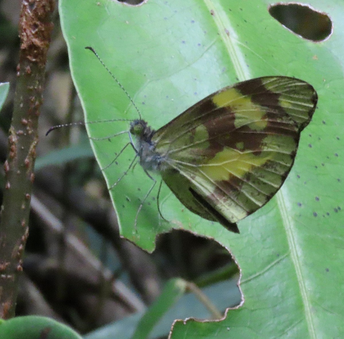 Animals - ML646555289