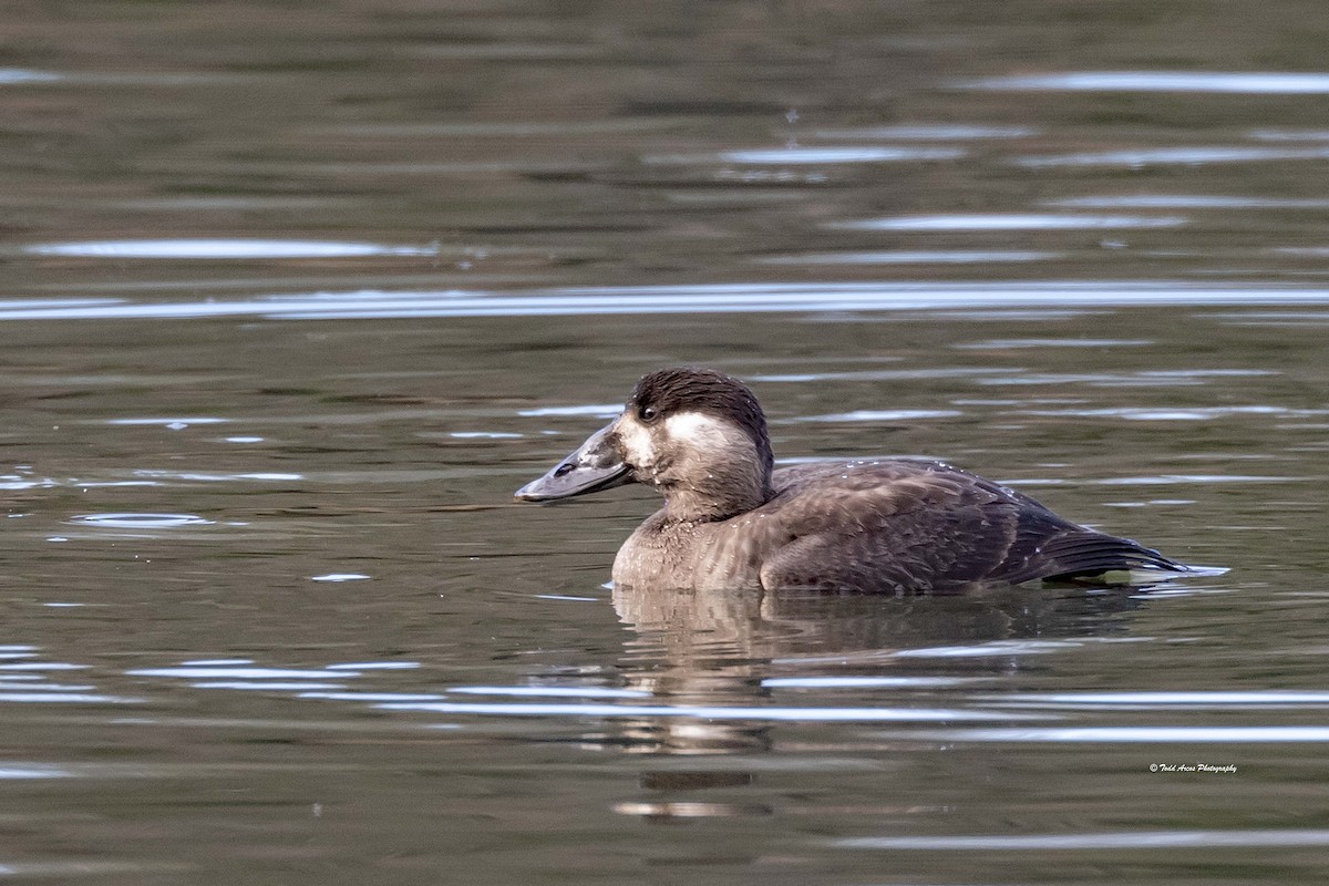 Surf Scoter - ML646555293