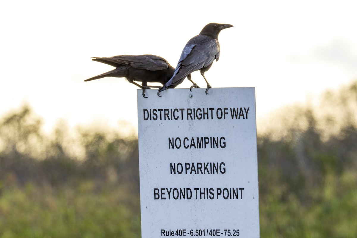 American Crow - ML646555294