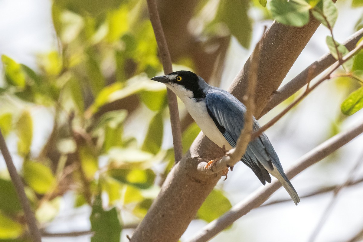 Танагрець масковий - ML646555295