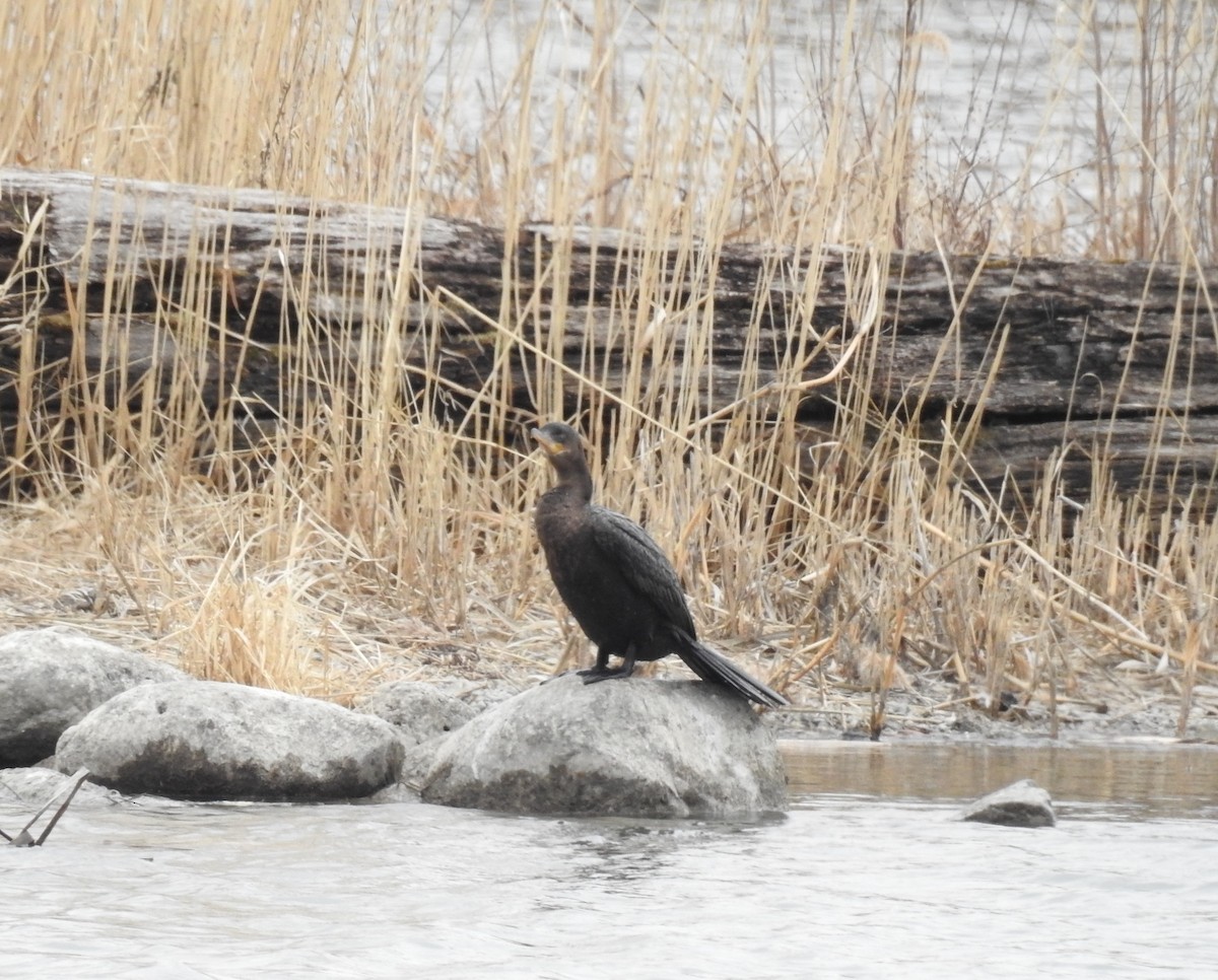 Neotropic Cormorant - ML646555297