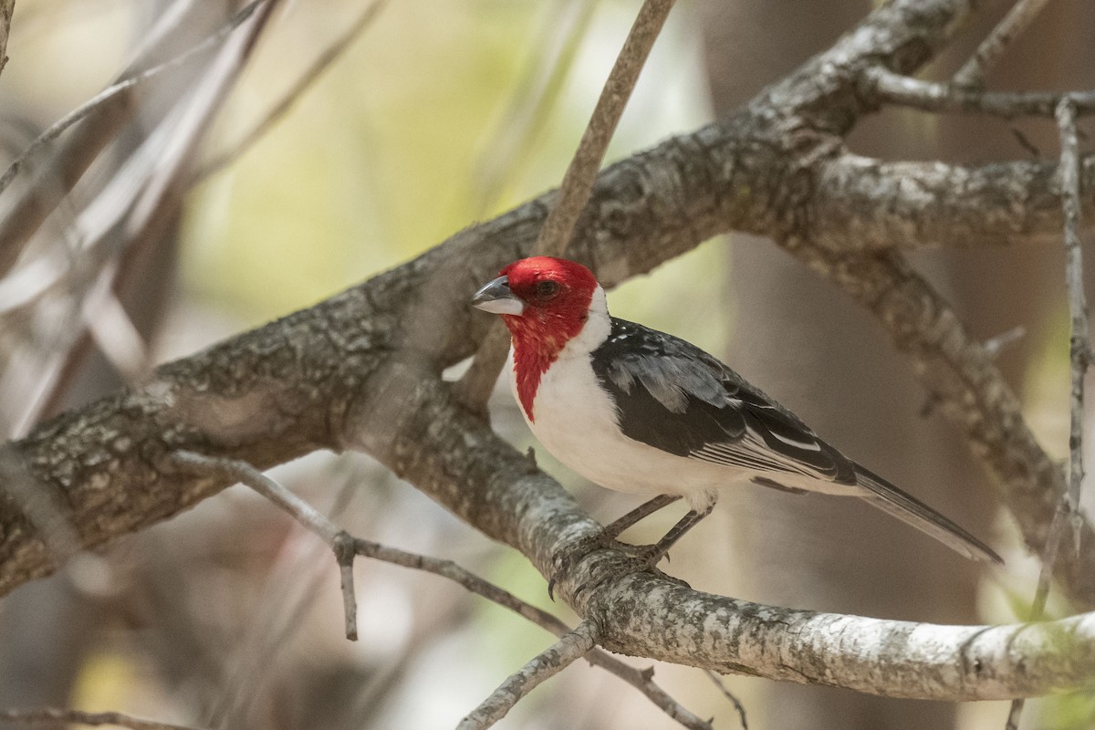 Пароарія бразильська - ML646555299