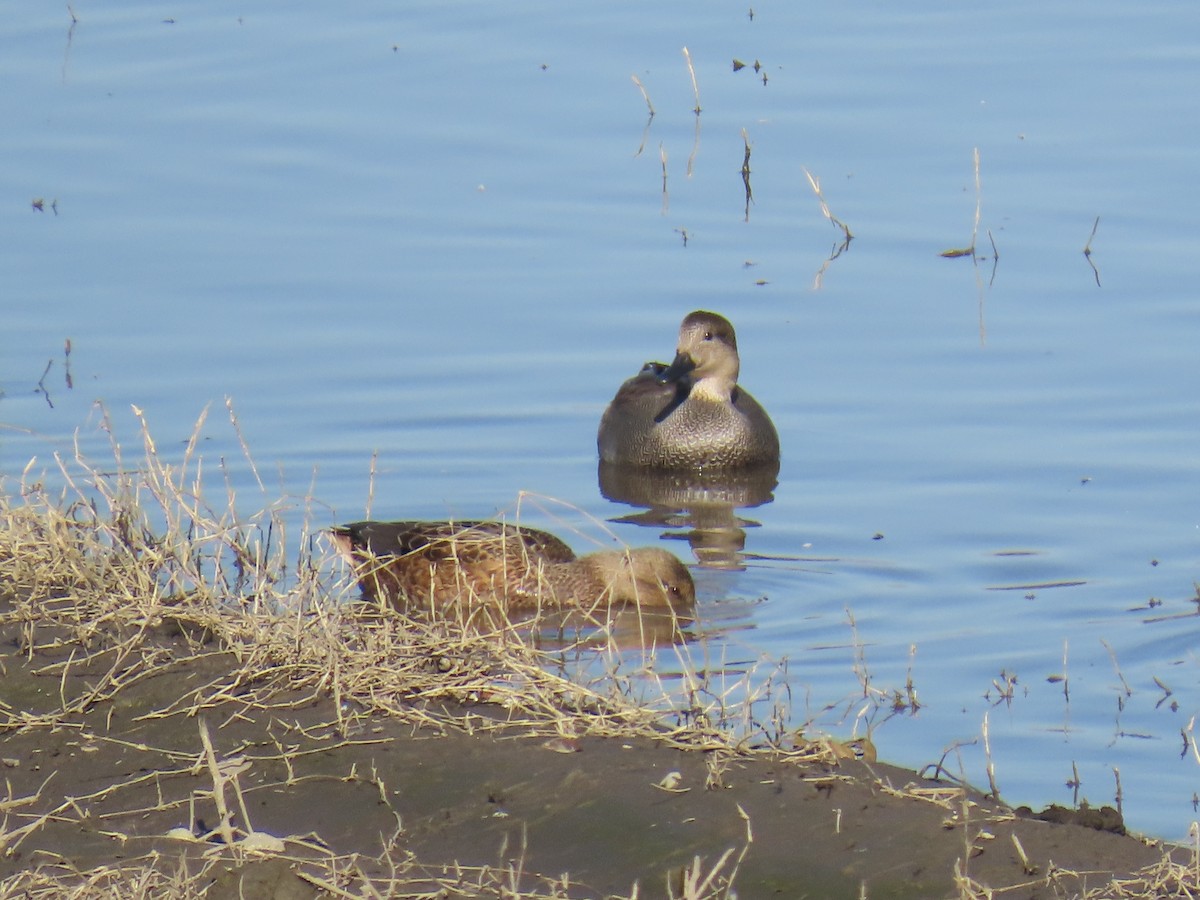 Серая утка - ML646555300