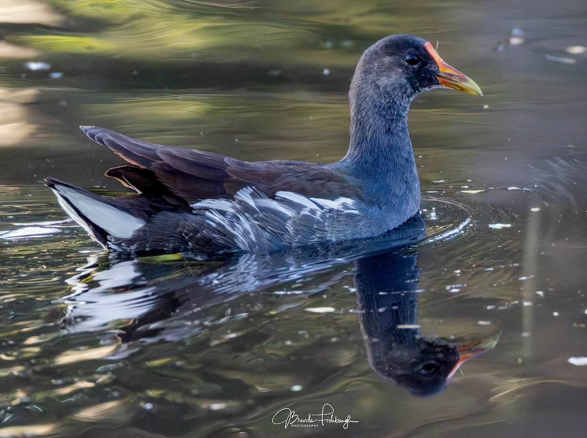 Common Gallinule - ML646555303