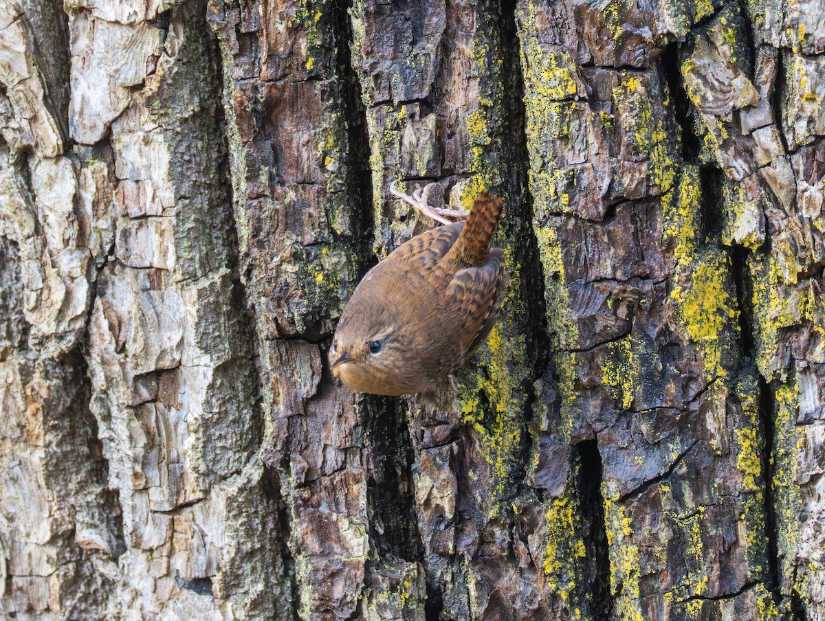 Pazifikzaunkönig - ML646555304