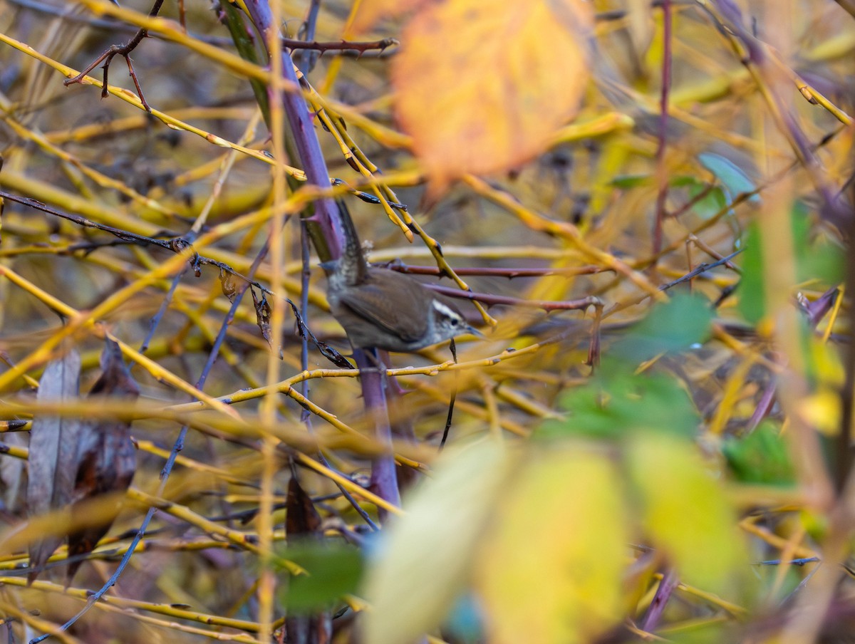 シロハラミソサザイ - ML646555306