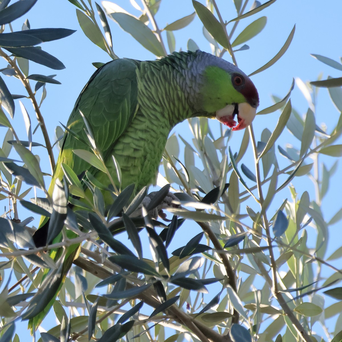 Lilac-crowned Amazon - ML646555307
