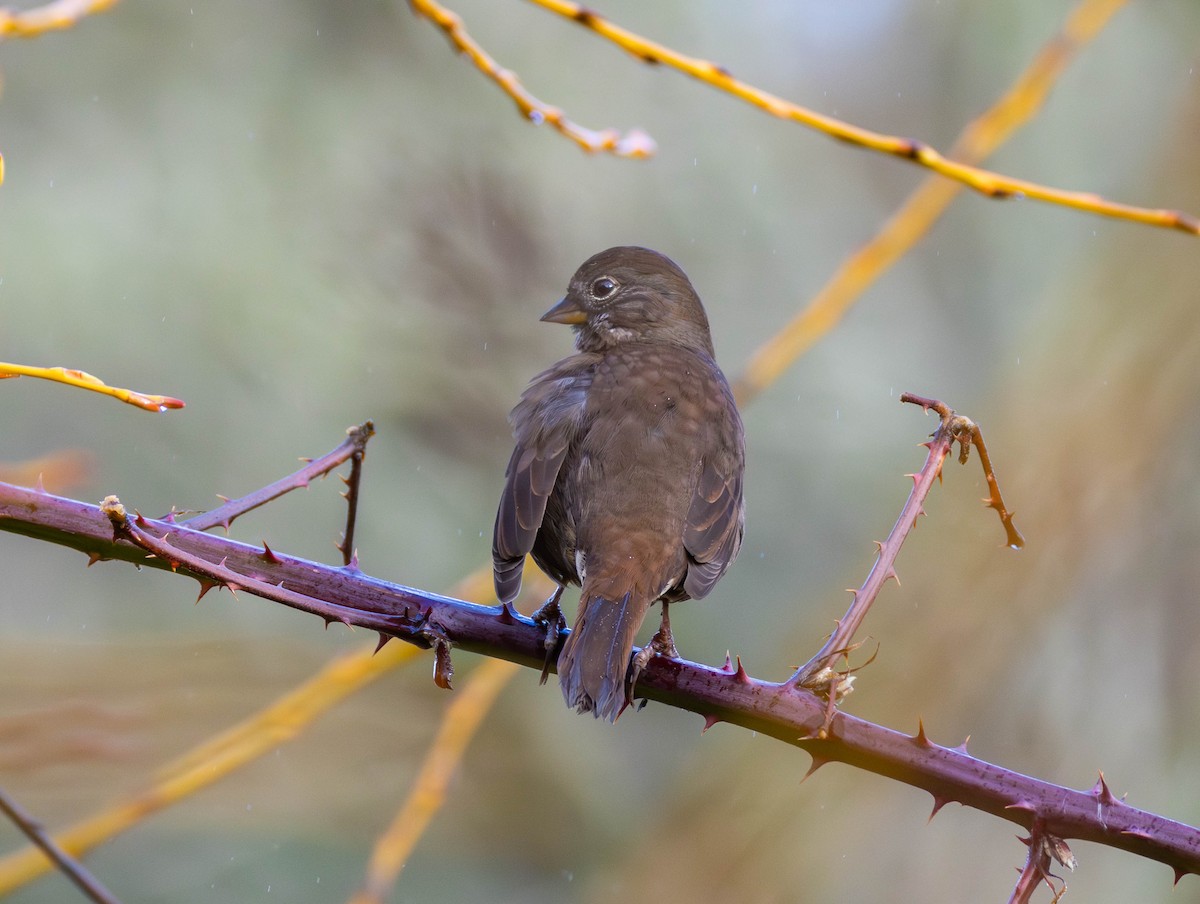 Fuchsammer - ML646555309