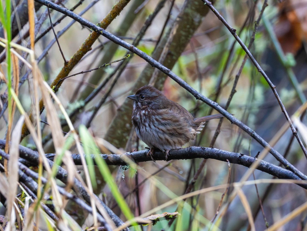 Singammer - ML646555310