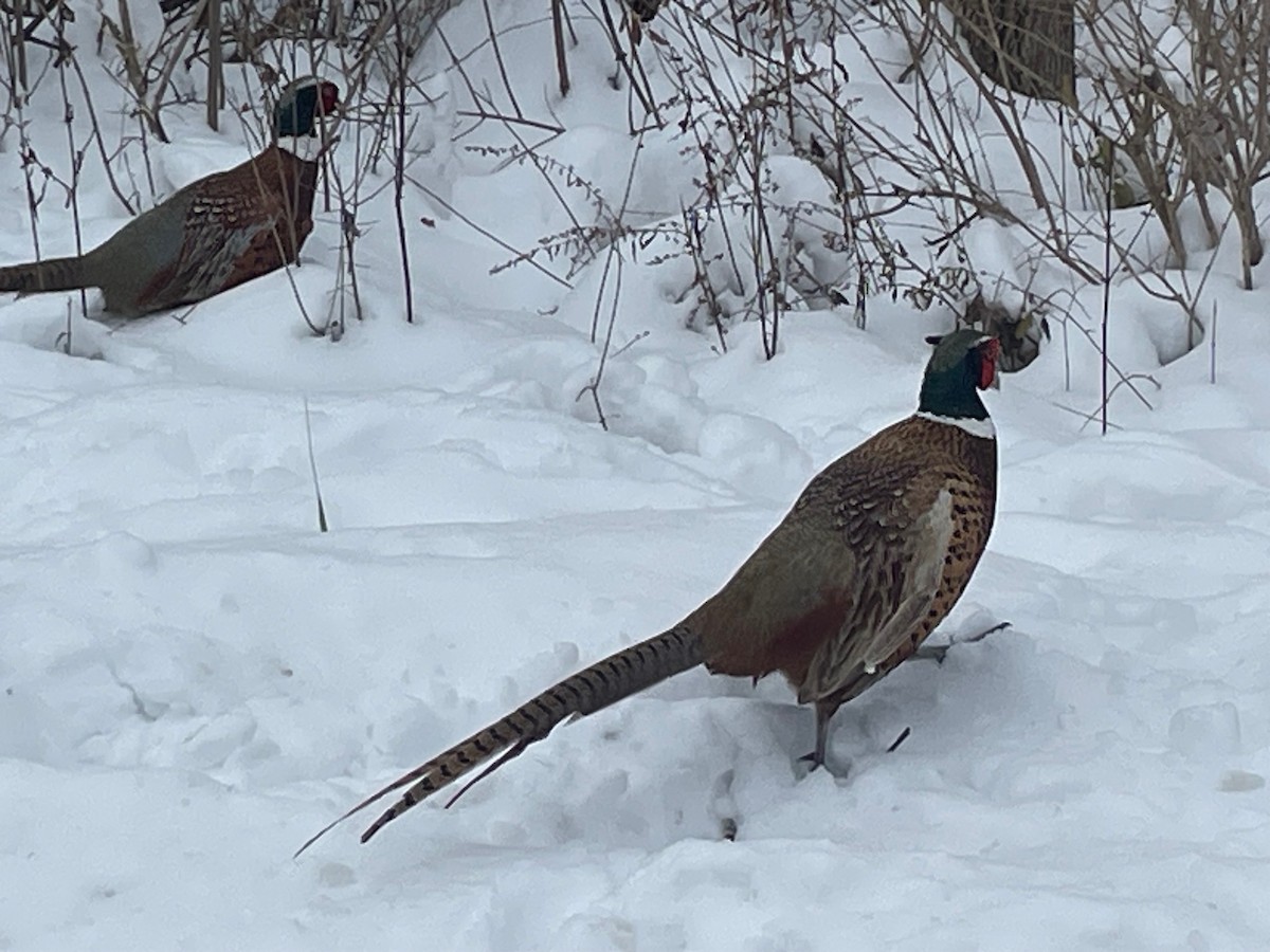 環頸雉 - ML646555314