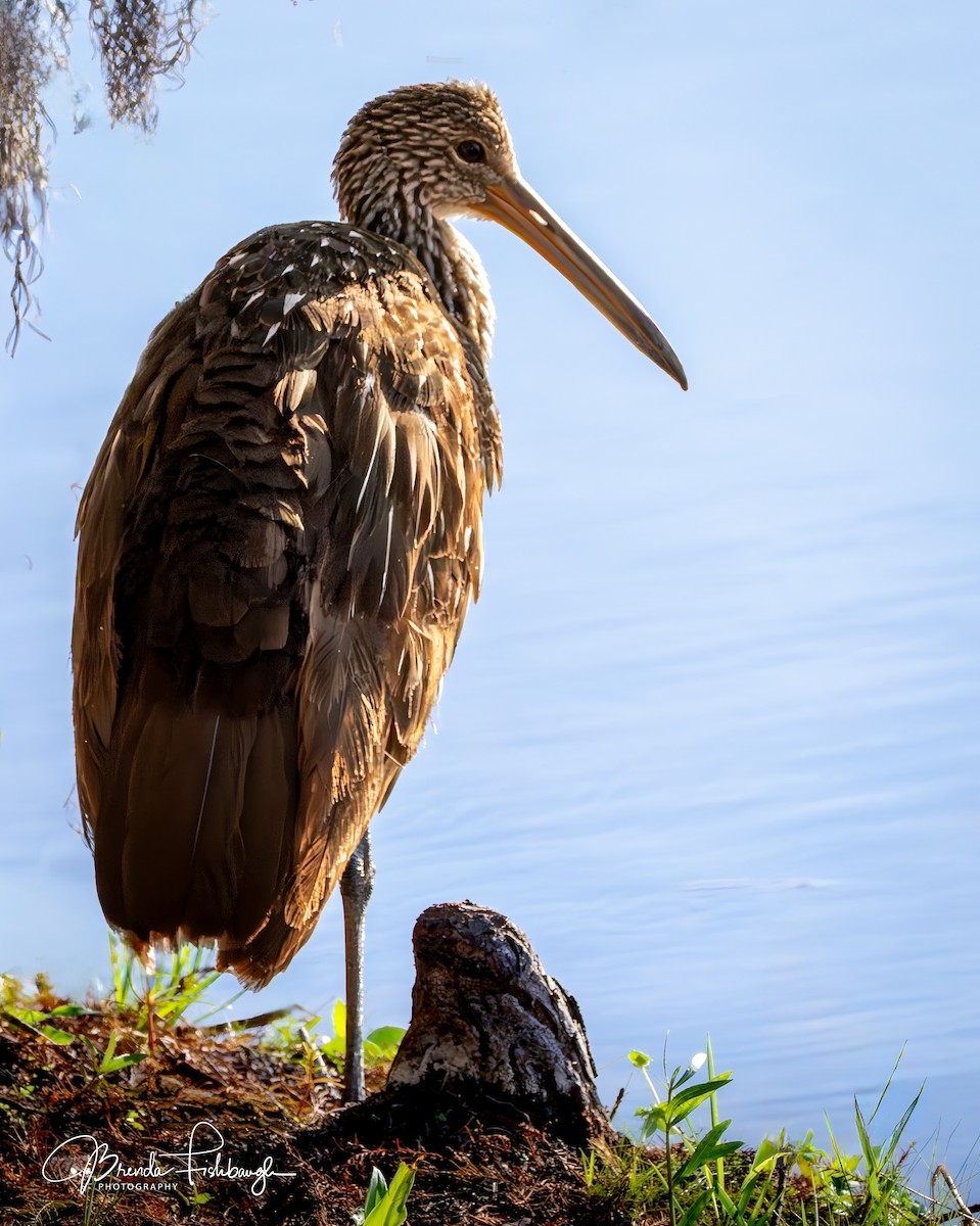Limpkin - ML646555315