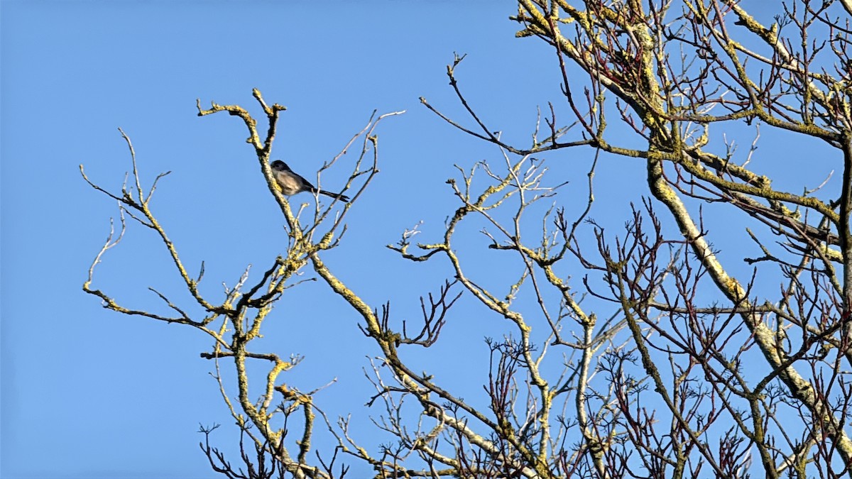 エナガ - ML646555321