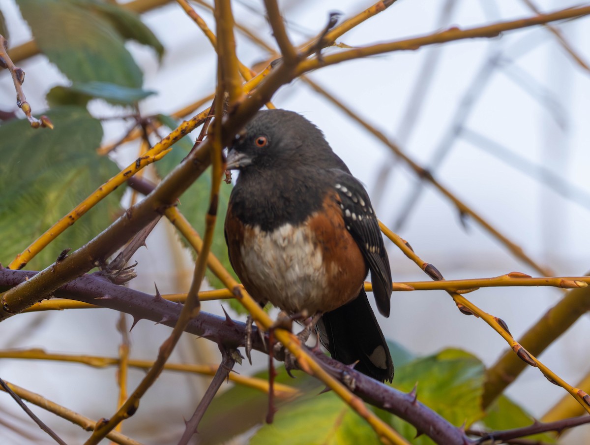 Fleckengrundammer - ML646555324