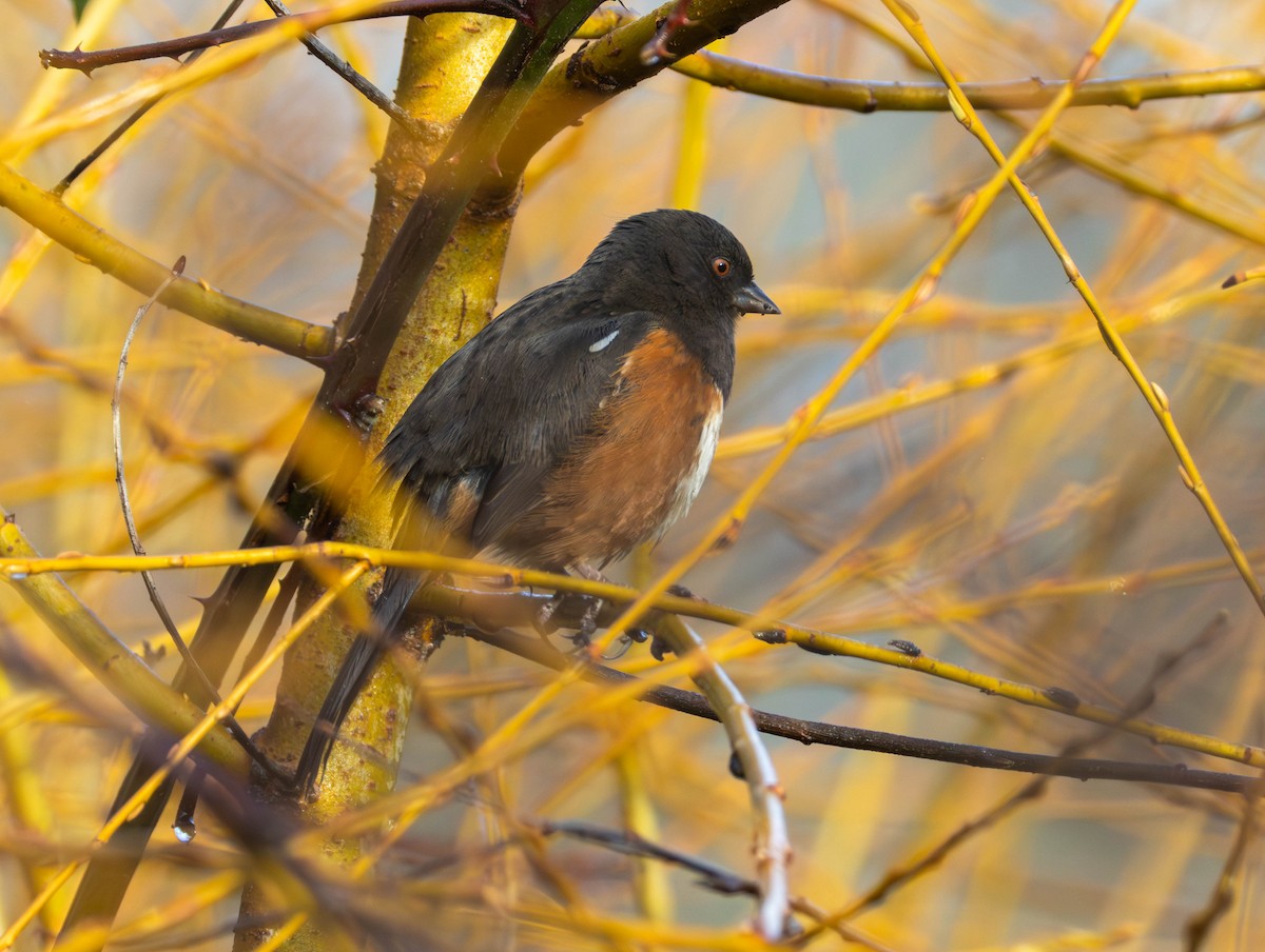 Fleckengrundammer - ML646555325