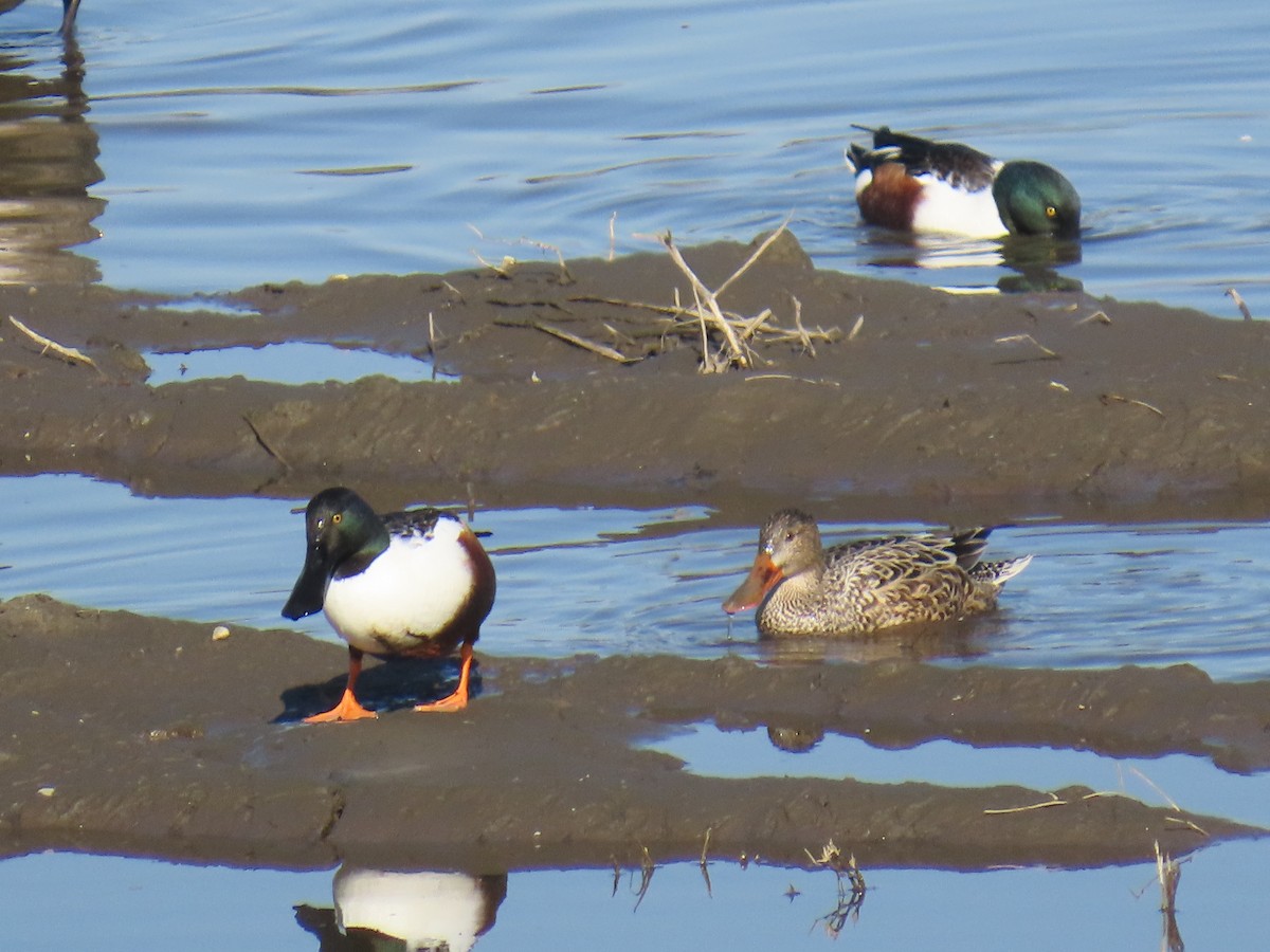 Широконоска - ML646555326