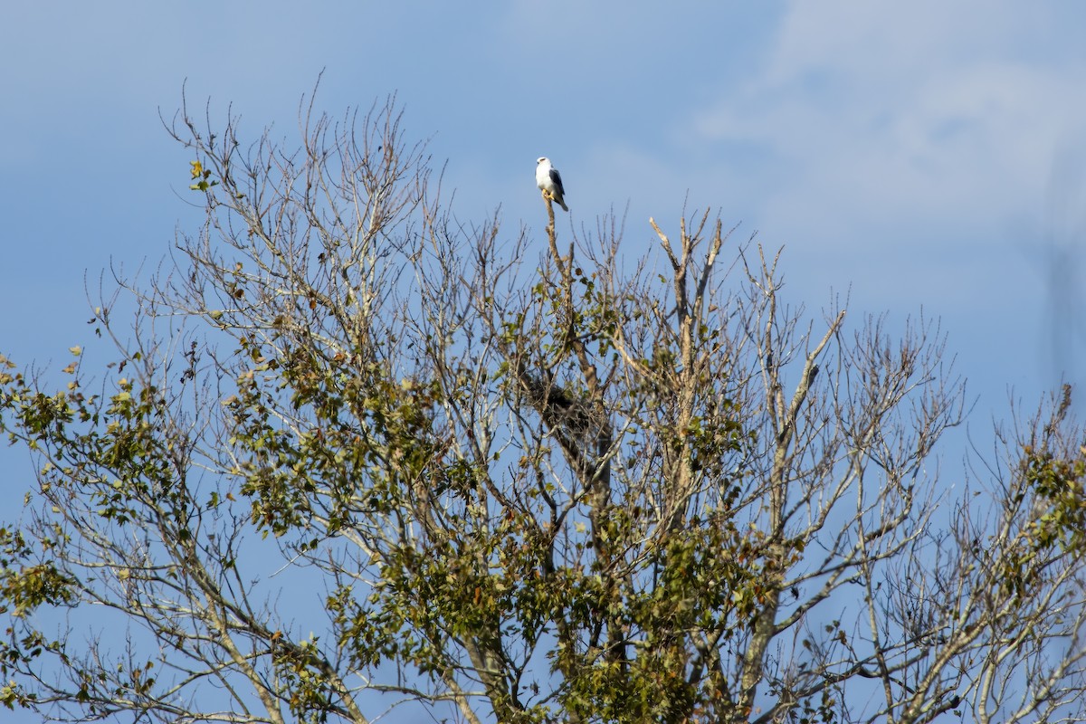 White-tailed Kite - ML646555328