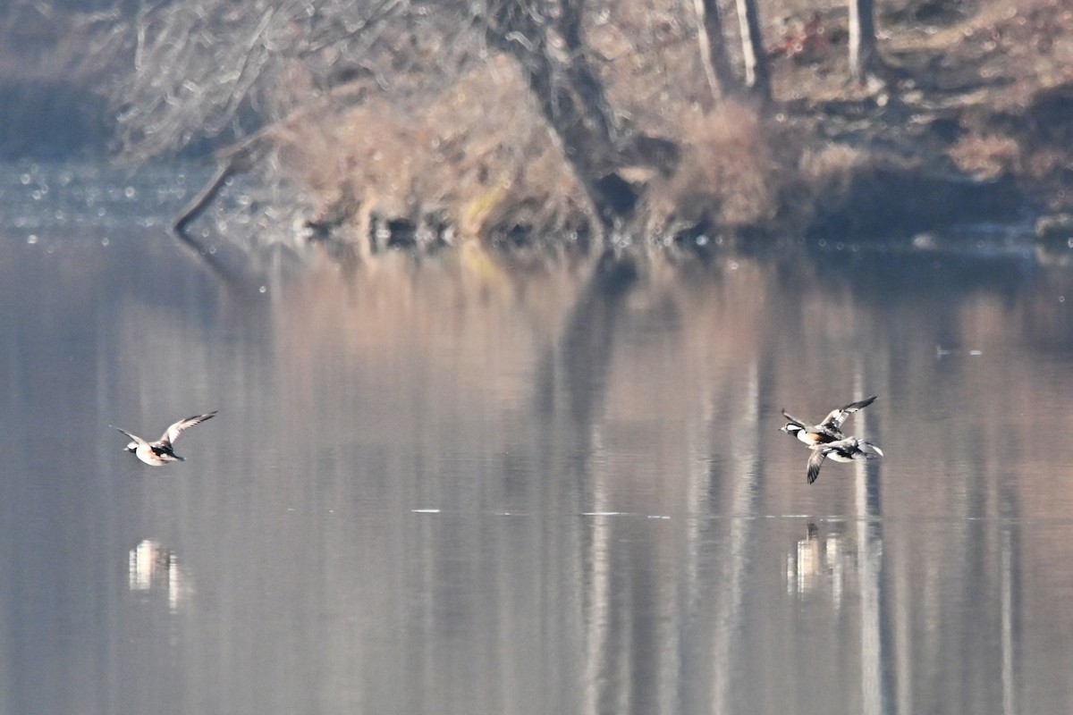 Hooded Merganser - ML646555330