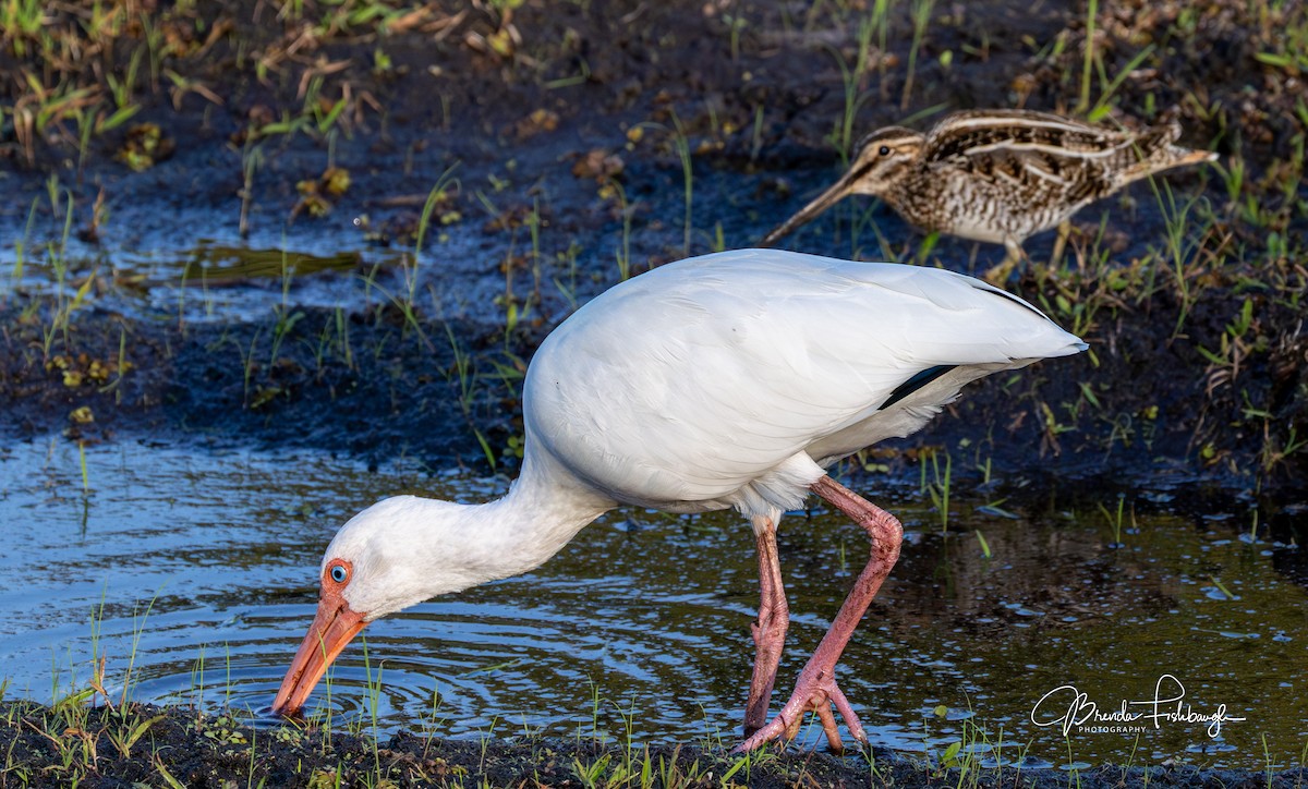 Wilson's Snipe - ML646555332