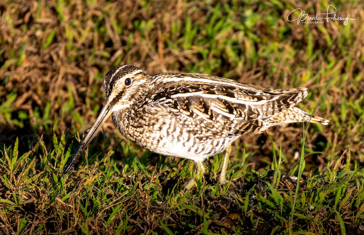 Wilson's Snipe - ML646555333