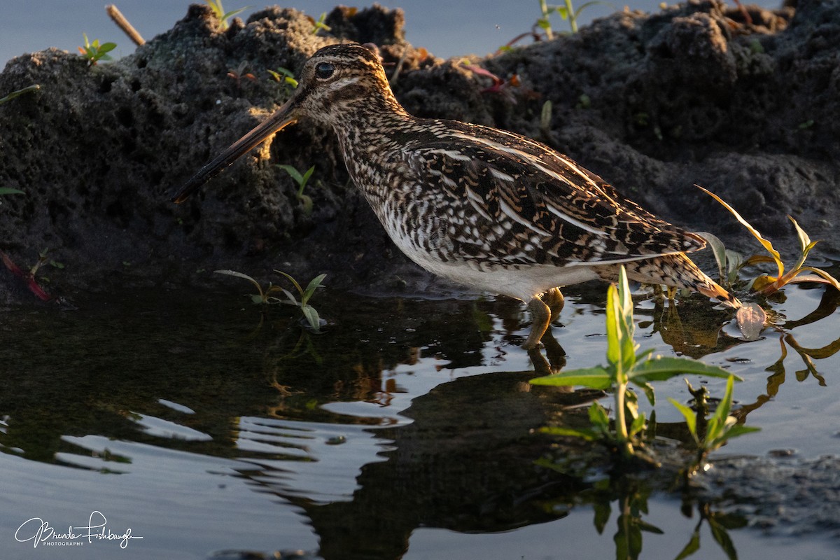 Wilson's Snipe - ML646555334