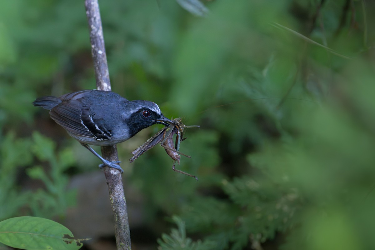 Schmalbrauen-Ameisenschnäpper - ML646555335