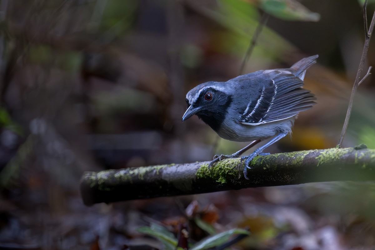 Schmalbrauen-Ameisenschnäpper - ML646555336