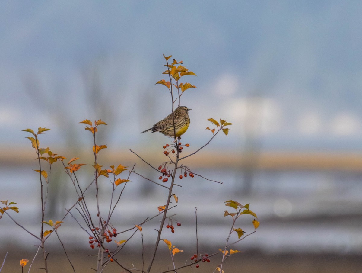 Wiesenstärling - ML646555338