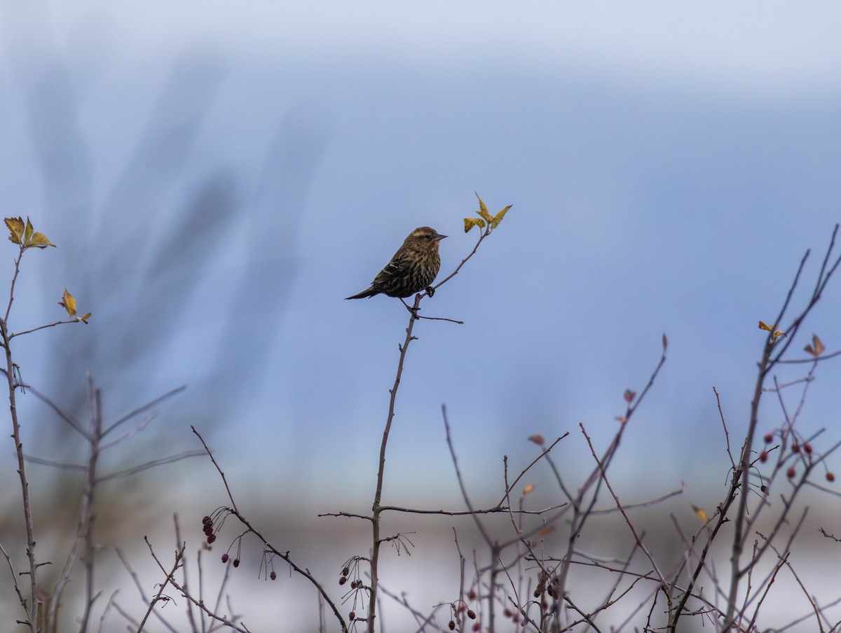 Rotflügelstärling - ML646555339