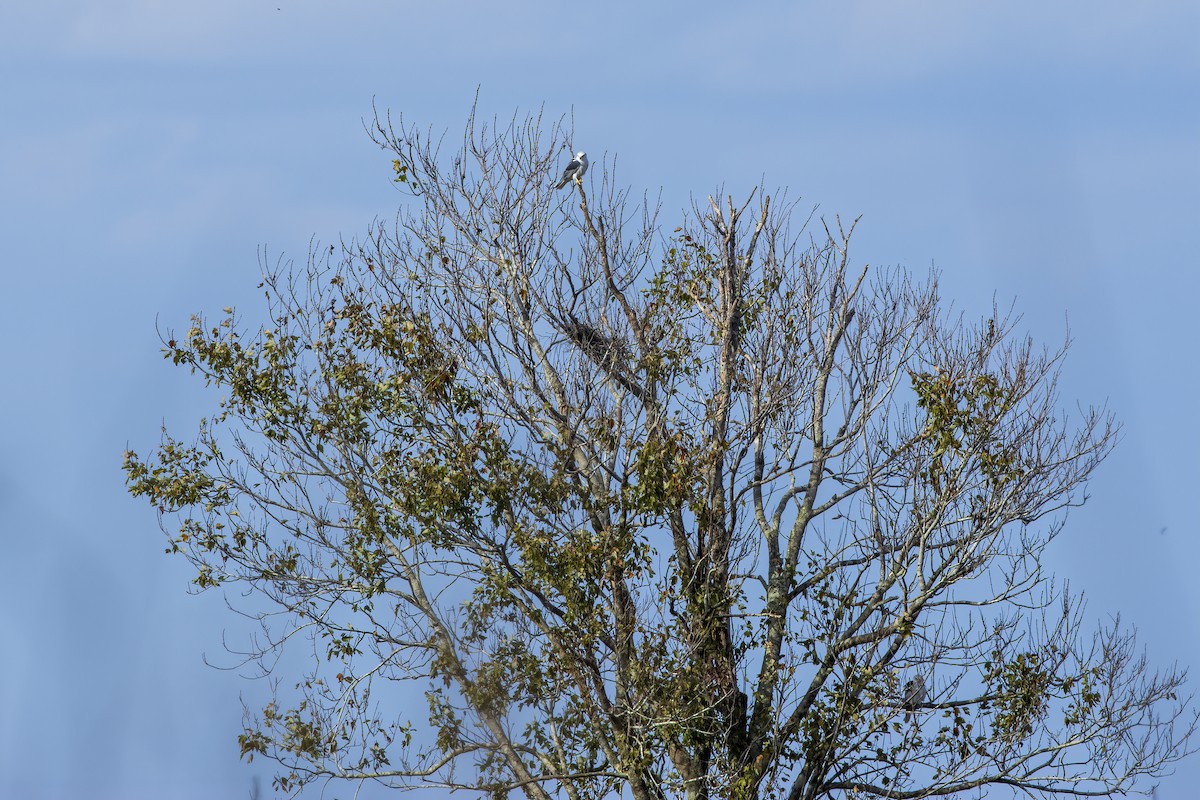 White-tailed Kite - ML646555344