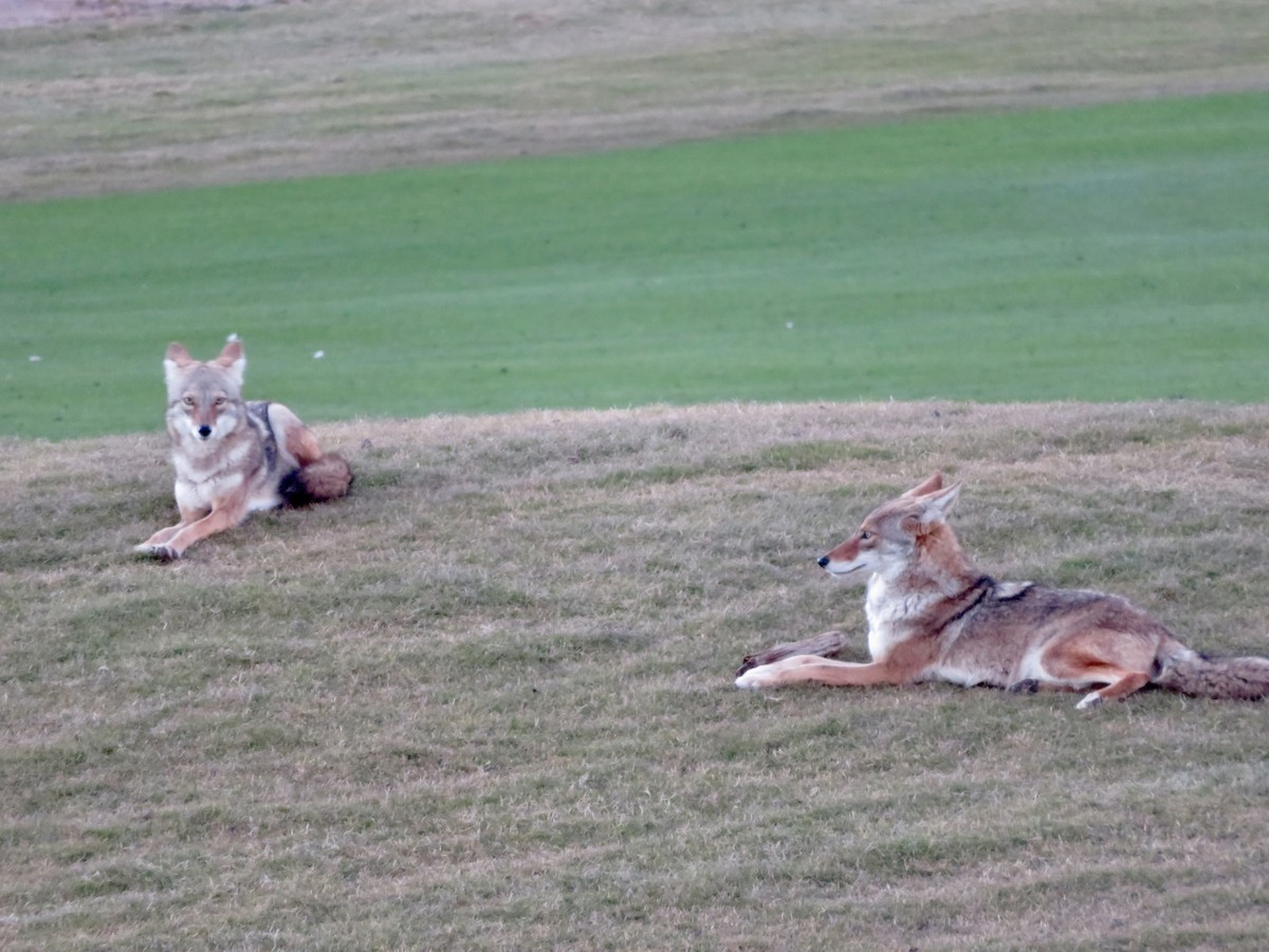 Coyote - ML646555345