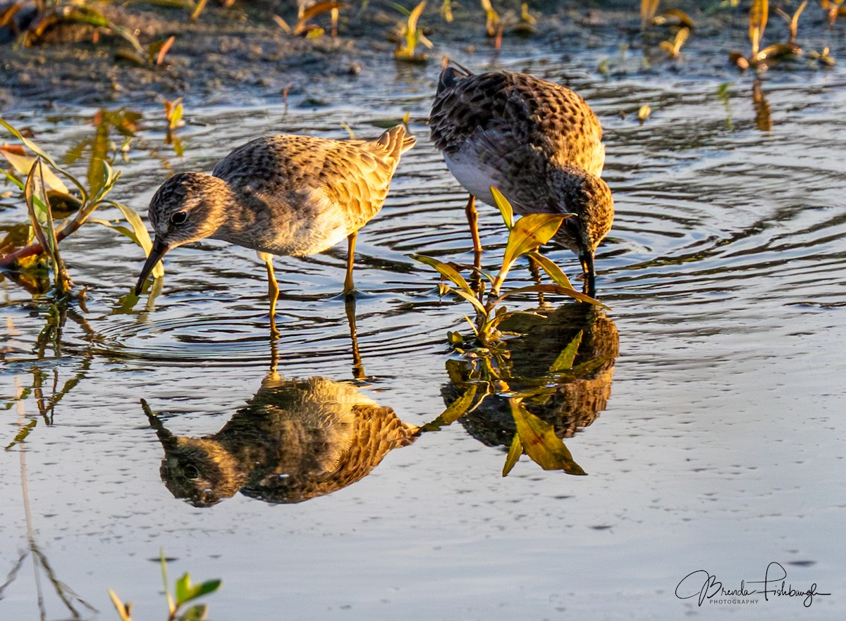 Least Sandpiper - ML646555353