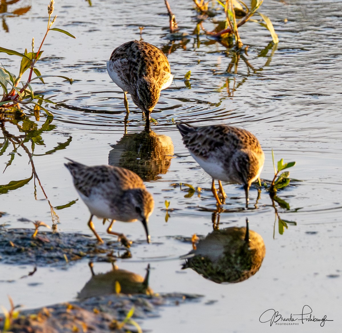 Least Sandpiper - ML646555354