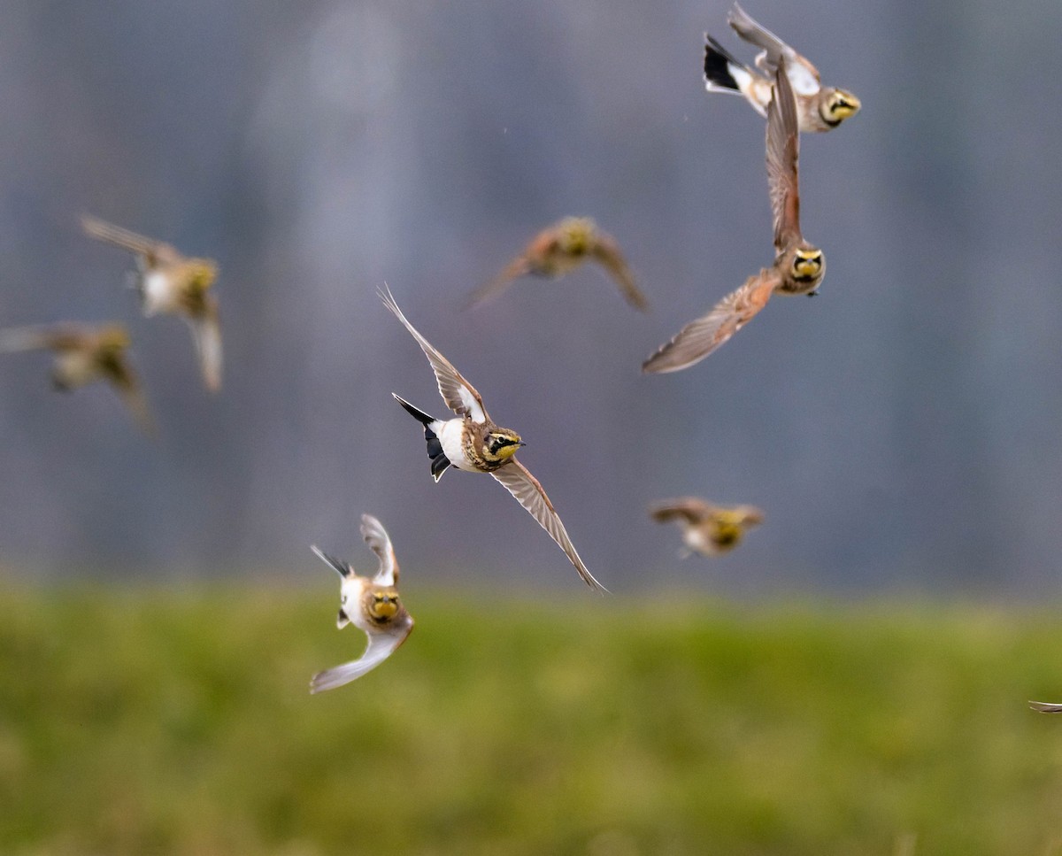 Horned Lark - ML646555356