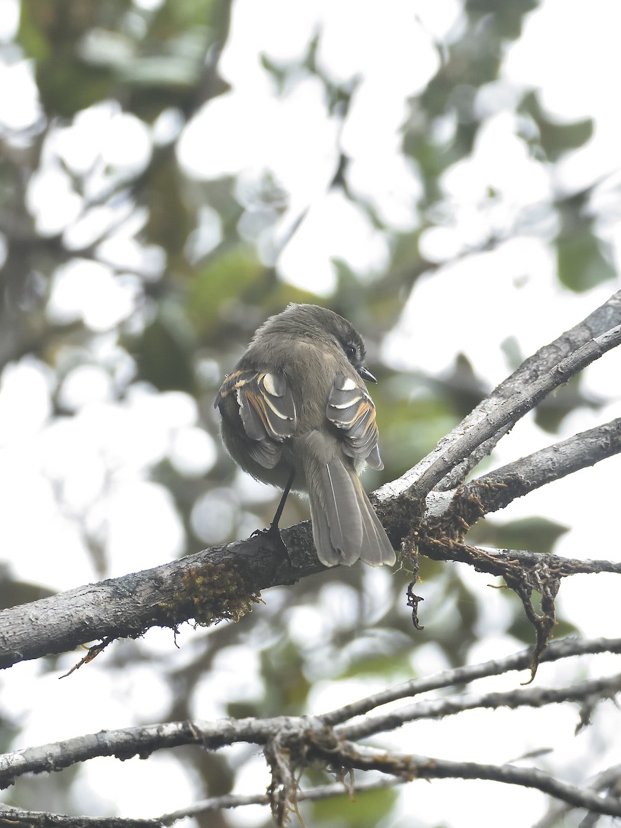 White-throated Tyrannulet - ML646555357