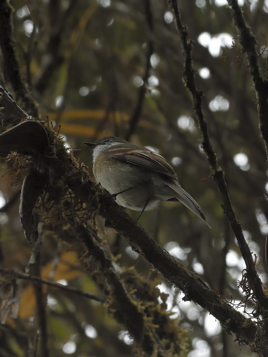 White-throated Tyrannulet - ML646555358