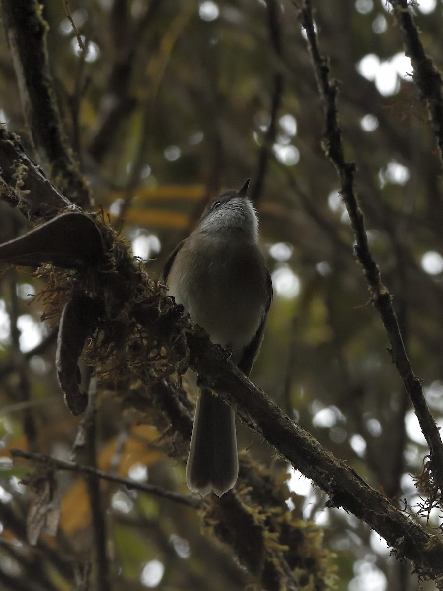 White-throated Tyrannulet - ML646555359