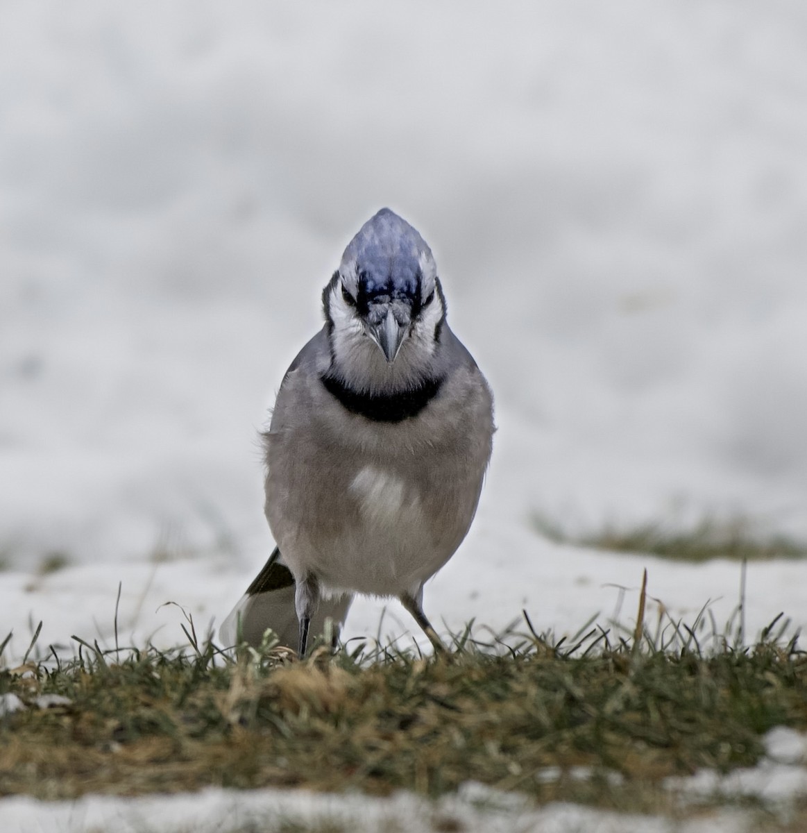 Blue Jay - ML646555361